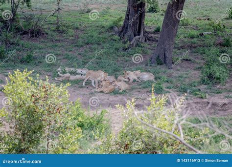 Pride of Lions Sleeping Under a Tree Stock Image - Image of pride ...