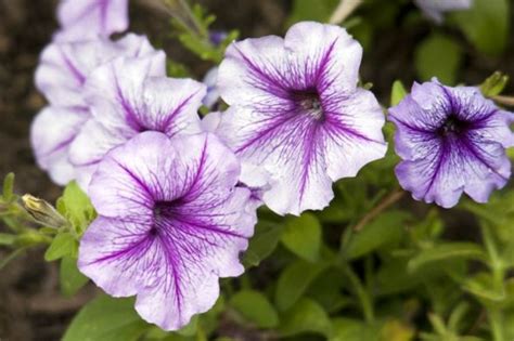 All About the Different Types of Petunias - Dengarden