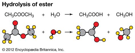 Hydrolysis | Definition, Examples, & Facts | Britannica