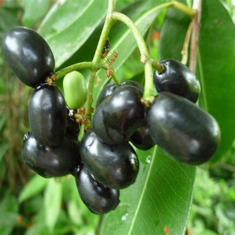 Jambolan(Grafted) - Fruit Plants & Tree – Exotic Space