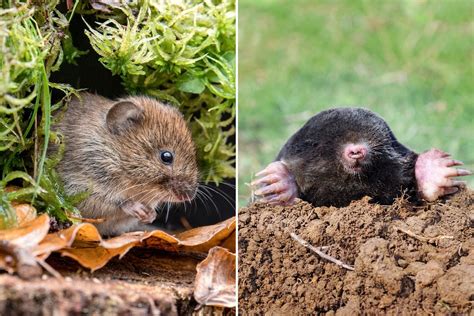 Vole vs. Mole: What's the Difference? | The Family Handyman