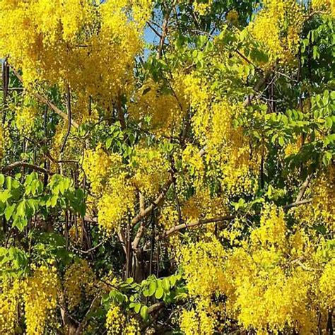 Koelreuteria Paniculata - Golden Rain Tree - Tidewater Trees