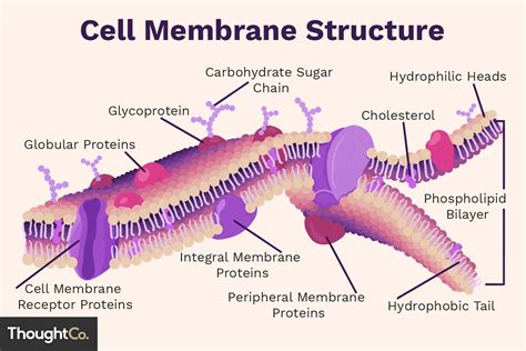 Cell Membrane Function and Structure