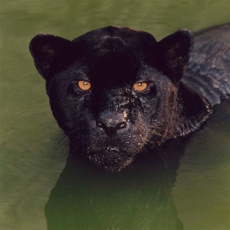 Black Panther - Tambra Mahon