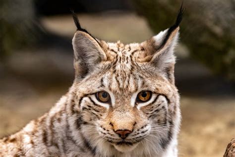 Portrait of a Lynx. Lynx Lynx. Stock Image - Image of bobcat, close: 197092983