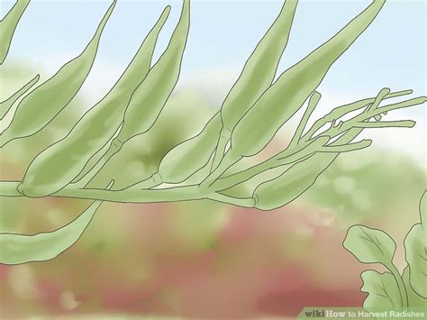 How to Harvest Radishes: 12 Steps (with Pictures) - wikiHow