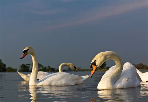 White swan in a lake Free Photo Download | FreeImages