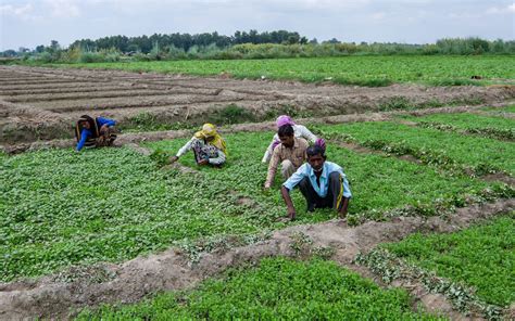 Diversity in Urban Farming of Delhi: Who, What and Where - People's ...