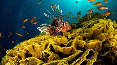 coral, reef, fish, undersea, 4K, red lionfish, animal, sea, vertebrate, no people, marine ...