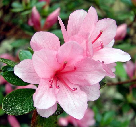 Azalea flower, Pretty flowers, Flower pictures