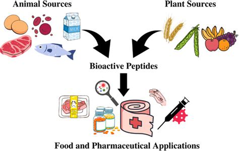 Bioactive peptides: Synthesis, applications, and associated challenges - Alzaydi - Food ...