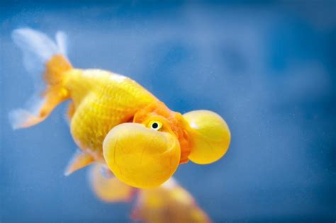 Bubble Eye Goldfish: All The Details On This Quirky Looking Goldfish - Badman's Tropical Fish