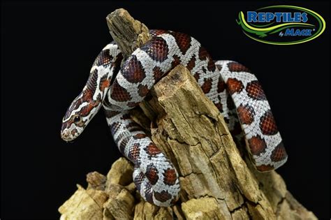 Corn Snake Care Sheet – Reptiles by Mack