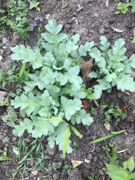 Are these poppy plants? — BBC Gardeners' World Magazine