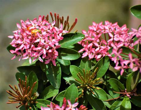 Ixora Dwarf (Pink Rangan) Plant - Nestreeo.com