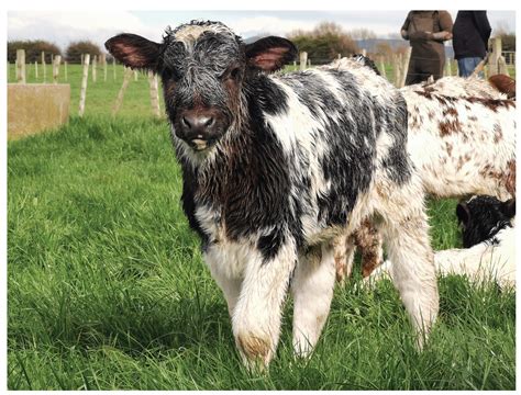 Belgian Blue / Beef Cattle Belgian Blue Editorial Stock Photo Stock Image Shutterstock : These ...