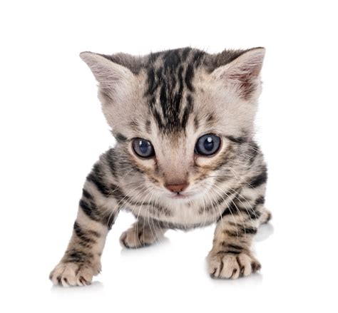 Premium Photo | Munchkin bengal cat in front of white background