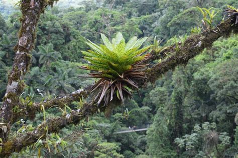 Tropical Rainforest Floor Plants | Viewfloor.co