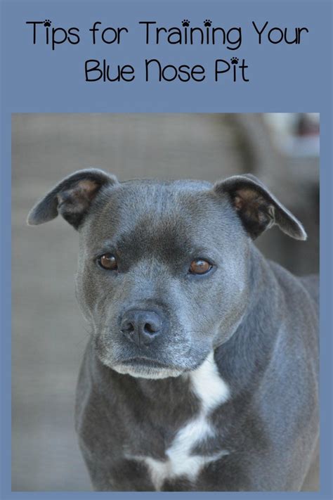 Pitbull Puppy Training Tips: The Blue Nose Pit - DogVills