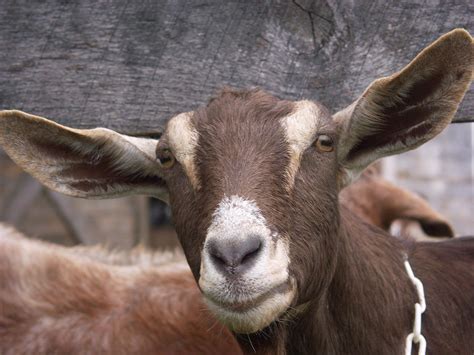 Domestic Nubian Dairy Goat Photograph by Bonnie Sue Rauch - Fine Art America