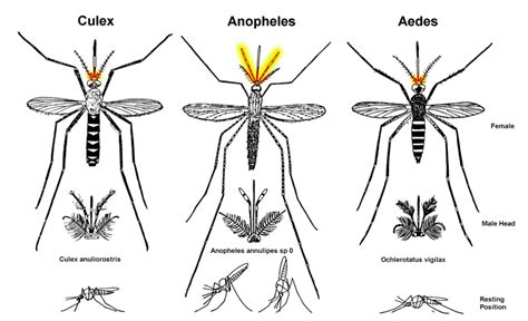 A beginner’s guide to mosquito identification - Wellcome Sanger Institute Blog