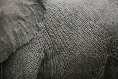 close up of elephant skin by Cameron Zegers - Stocksy United