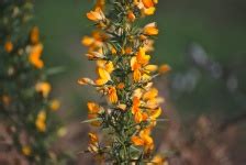 Gorse Plant Free Stock Photo - Public Domain Pictures