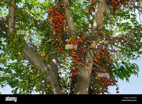 Wild fig tree hi-res stock photography and images - Alamy