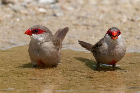 Common Waxbill by Allan Seah, via 500px | Nature birds, Beautiful birds, Passerine bird