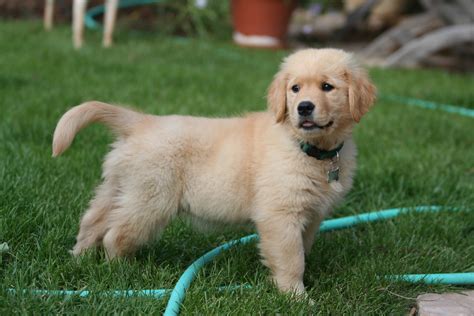 File:Golden Retriever puppy standing.jpg - Wikipedia, the free encyclopedia