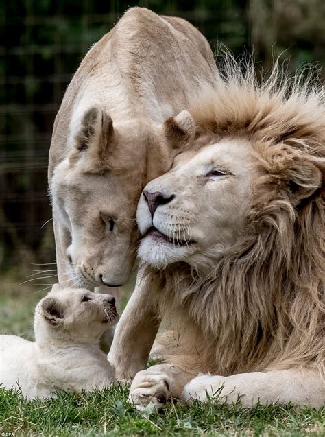 Rare quintuplet white lion cubs play in their enclosure | Daily Mail Online