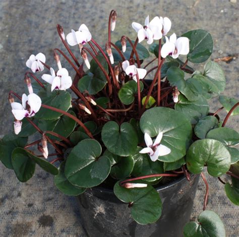 Edelweiss Perennials. Cyclamen coum f. albissimum Green Leaf