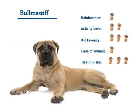 Bullmastiff… Your Guide to Best Care.