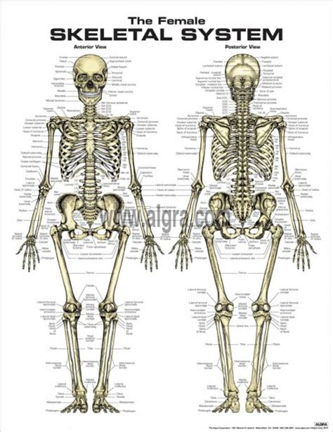 Female Skeletal Anatomy