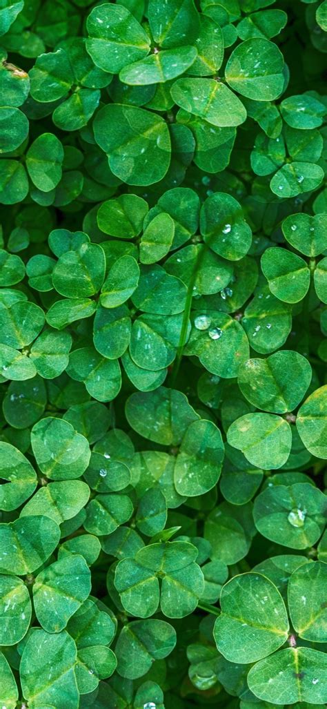 «Clover phone wallpaper» HD Wallpapers