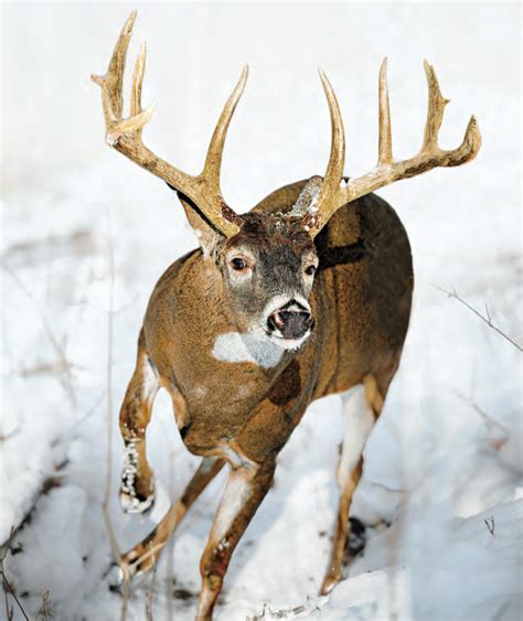 Tips and Tactics: How to Hunt Whitetail Deer | Outdoor Life