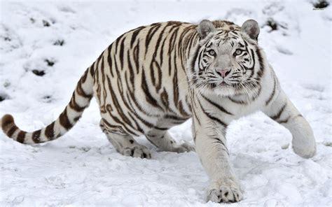 White Siberian Tiger Wallpapers - Wallpaper Cave