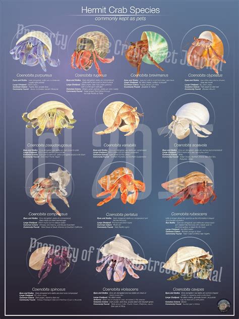 Hermit crab species poster | The Crab Street Journal | Hermit crab, Crab species, Hermit crab shells