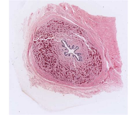 Histology Laboratory Manual