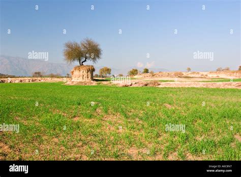 Unusual tree in eroded landscape, Punjab, Pakistan Stock Photo - Alamy