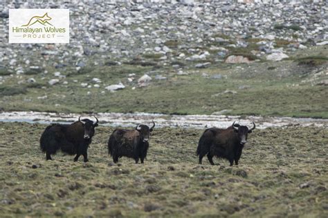 The Wild Yaks of Upper Humla in Nepal | Himalayan Wolves Project