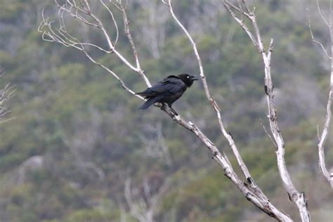 Forest Raven | Neonatal Research