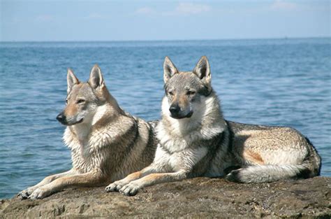 Wolf Dog Breeds