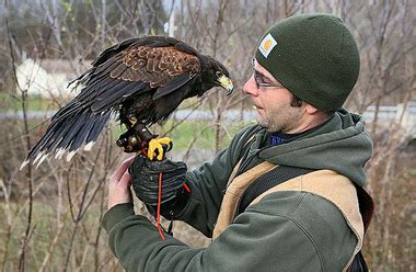 Hunting with Harris's hawks for squirrels isn't as easy as one might think (includes video ...