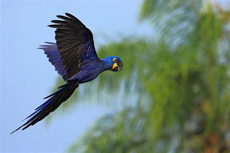 Is the Blue Macaw Extinct? Not Yet! - Earth.com - Earthpedia