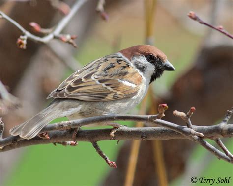 Eurasian Tree Sparrow - Species Information and Photos