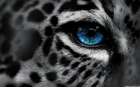 Eye of The Tiger | High Definition Wallpapers, High Definition Backgrounds