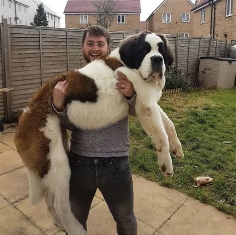 Huge St Bernard weighing 12st and standing 5ft 9in on hind legs thinks it's a lap dog - Mirror ...