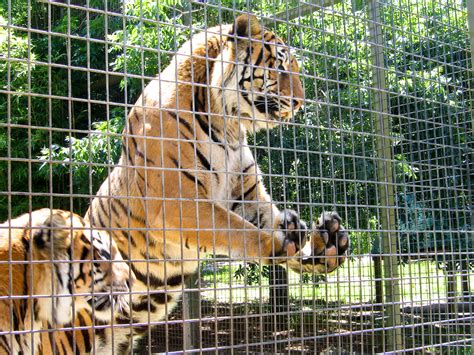 Animals in Captivity: Do Zoos Actually Educate Visitors? | SiOWfa15 ...