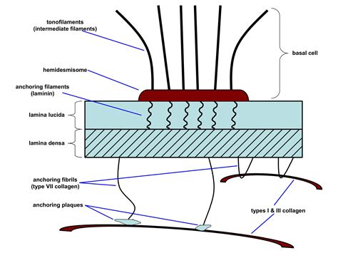 Basal Lamina Vs Basement Membrane